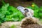 Closeup portrait of a cinereous vulture, Aegypius monachus, that is a large raptorial bird