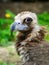 Closeup portrait of a cinereous vulture, Aegypius monachus, that is a large raptorial bird