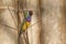 Closeup portrait of a colorful bird