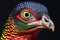 Closeup portrait of a colorful pheasant isolated on black background
