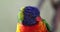 Closeup Portrait of a Colorful Rainbow Lorikeet