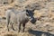 Closeup portrait of common gray warthog with big broken tusks standing in the grass in African savanna. Namibia