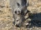 Closeup portrait of common gray warthog with big broken tusks standing in the grass in African savanna. Namibia