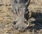 Closeup portrait of common gray warthog with big broken tusks standing in the grass in African savanna. Namibia