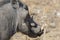 Closeup portrait of common gray warthog with big broken tusks standing in the grass in African savanna. Namibia