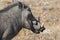 Closeup portrait of common gray warthog with big broken tusks standing in the grass in African savanna. Namibia