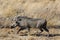 Closeup portrait of common gray warthog with big broken tusks standing in the grass in African savanna. Namibia