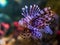Closeup portrait of a common lion fish, a popular aquarium pet in aquaculture, tropical fish from the pacific ocean