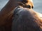 Closeup portrait of a couple of sea lions cuddling