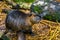 Closeup portrait of a coypu, tropical water rodent from America