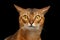 Closeup Portrait of curiosity Abyssinian cat on black