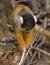 Closeup portrait of cute baby Golden Squirrel Monkey Saimiri sciureus staring at ground from close branch, Bolivia