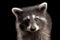 Closeup Portrait Cute Baby Raccoon isolated on Black Background