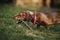 Closeup portrait of a cute brown dwarf dachshund with a stylish scarf on its neck playing in a park