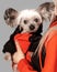 Closeup portrait of cute Chinese Crested dog on owner arms. Girl and dog wear the same oramge clothes