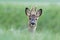 Closeup portrait of a cute and curious male roe deer