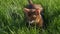 Closeup portrait of cute domestic abyssinian cat in green grass outdoors in park