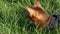 Closeup portrait of cute domestic abyssinian cat in green grass outdoors in park