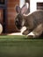 Closeup portrait of cute fluffy brown domesticated rabbit bunny sitting on green artificial grass carpet in home Ecuador