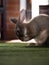 Closeup portrait of cute fluffy brown domesticated rabbit bunny sitting on green artificial grass carpet in home Ecuador