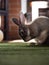 Closeup portrait of cute fluffy brown domesticated rabbit bunny sitting on green artificial grass carpet in home Ecuador