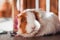 Closeup portrait of a cute hairy guinea pig lying in the sun at home