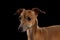 Closeup Portrait Cute Italian Greyhound Dog Looking forward isolated Black