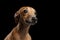 Closeup Portrait Cute Italian Greyhound Dog Looking up isolated Black