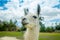 Closeup portrait of cute llama