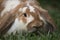 Closeup portrait of cute Lop Rabbit Oryctolagus cuniculus long ears staring at camera Guatemala