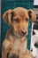 Closeup portrait of a cute lovely brown doggy with beautiful kind eyes