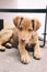 Closeup portrait of a cute lovely brown doggy with beautiful sad eyes lying on a ground