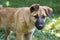 Closeup portrait cute stray puppy dog waiting for food. Animal care concept. Homeless animals