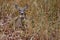 Closeup portrait of a deer with white patch on face sitting on a field