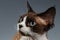 Closeup Portrait of Devon Rex Looking at left on Gray