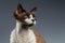 Closeup Portrait of Devon Rex Looking at right on Gray