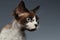 Closeup Portrait of Devon Rex Looking at right on Gray