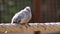 Closeup portrait of a diamond dove, tropical pigeon specie from Australia