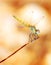 Closeup portrait of dragonfly