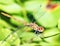 Closeup portrait of dragonfly