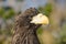 Closeup portrait of eagle