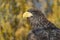 Closeup portrait of eagle