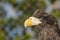 Closeup portrait of eagle