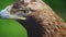 Closeup portrait of an eagle that blinks against a background of green vegetation. Study of the habits of a bird of prey