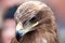 Closeup portrait of an eagles head