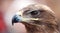 Closeup portrait of an eagles head