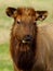 Closeup portrait of an elk with ear tags