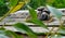 Closeup portrait of a Emperor Tamarin Saguinus imperator, primate in a tree on a bright, vibrant and sunny day