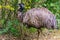 Closeup portrait of a emu, tropical flightless bird specie from Australia