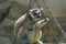 Closeup portrait of an enadangered cute ring tailed Lemur l Lemu